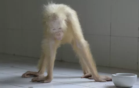 El incierto futuro de la orangutana albina de Borneo