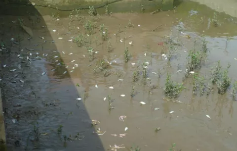 Mortandad de peces en puerto El Agallito