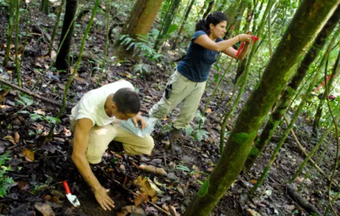 Científicos catalogaron más de 1.700 nuevas especies de plantas en 2016