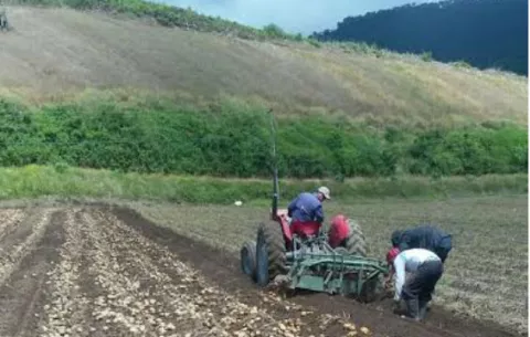Primera semilla de cosecha de papa en Chiriquí con técnicas avanzadas