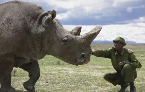 El último rinoceronte blanco recurre a Tinder para salvar la especie