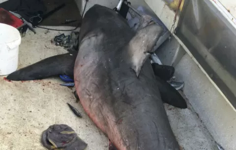 Enorme tiburón blanco brinca hacia un bote pesquero