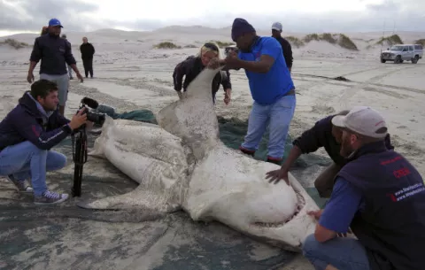 Los temidos tiburones blancos no son rival para las orcas 
