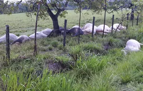 Rayo fulmina a 15 vacas preñadas en Río de Jesús
