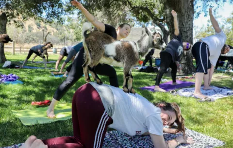 El yoga abre sus puertas a los animales domésticos y de granja