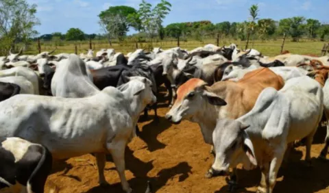 Cancelan ingreso de carne por virus