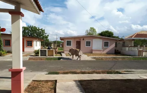 Moradores denuncian animales en soltura y aguas negras 