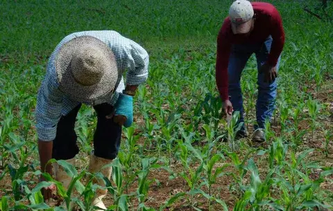 Evalúan nuevas variedades de maíz con betacaroteno