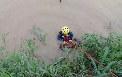 Rescatan bovino atascado en orilla del río La Villa