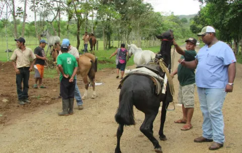Realizan vacunación contra la Encefalomielitis equina en Oeste