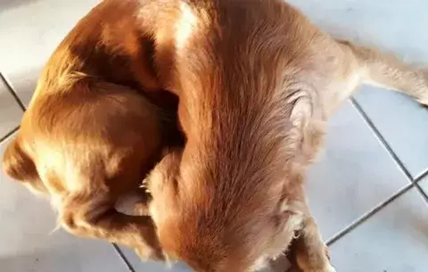 Decenas de caninos con parásitos en peligro de muerte
