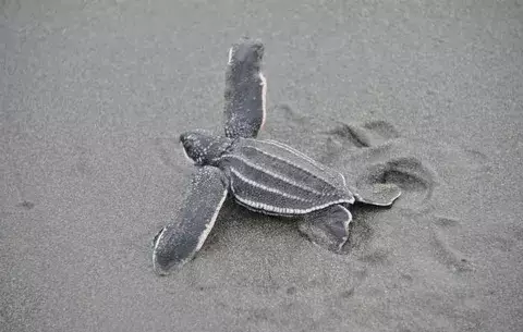 Denuncian caza ilegal de tortugas en Kankintú 