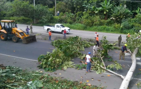 Municipios incumplen con la tala de árboles aprobada por el Ministerio de Ambiente