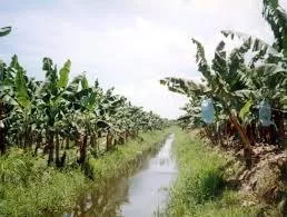 Extrabajadores bananeros tramitan alquiler de sus tierras con el Estado