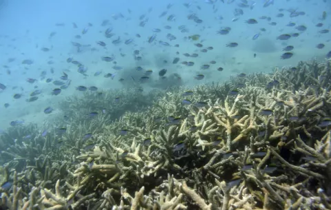 La Gran Barrera de Coral de Australia está valorada en $42.390 millones