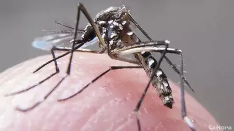 Aumento de casos de dengue en Chiriquí, obliga al Minsa a realizar campaña