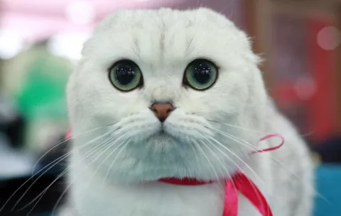 Restos fósiles de más de 200 gatos aclaran el camino de su domesticación