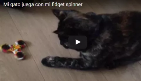 ¿Qué pasa si juntas un gato con un spinner?