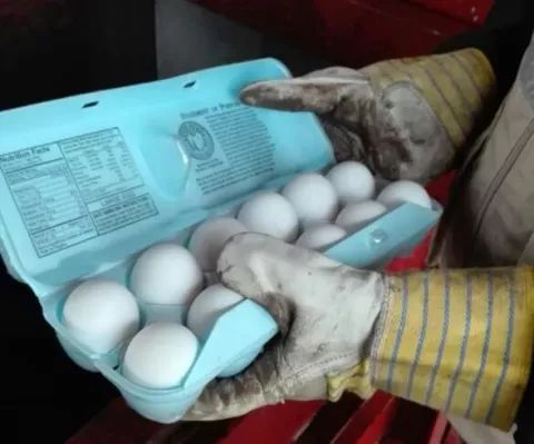 190 docenas de huevos incumplían niveles de refrigeración