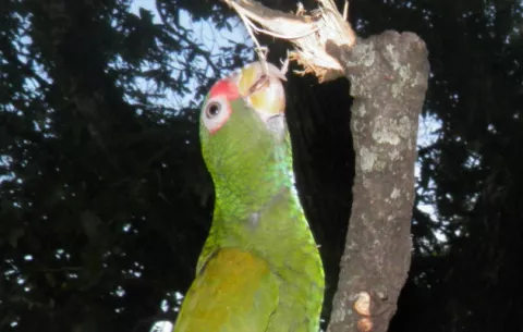 Identifican en México una nueva especie de loro de plumaje azul