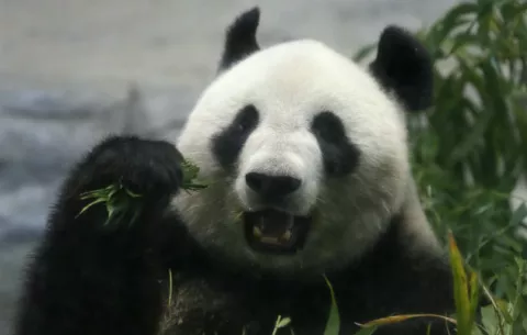 Nace por primera vez en 5 años un oso panda gigante en Japón