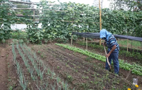Herrera se ha constituido en la mayor zona productora de piña 