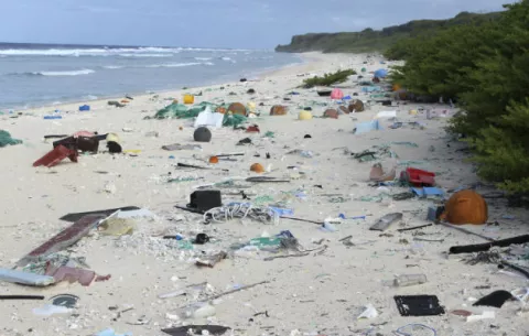 Hongo acaba con los plásticos que se acumulan en el mar