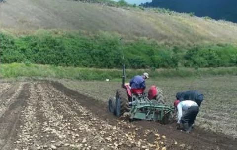 Productores chiricanos tendrán que esperar, asegura el Mida