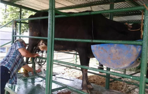 Productores lácteos denuncian competencia desleal