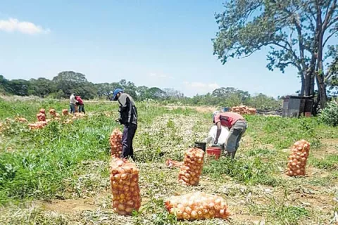 Importación genera escasez de cebolla