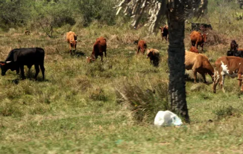 FAO asiste a países suramericanos para evaluar daños en sector agropecuario
