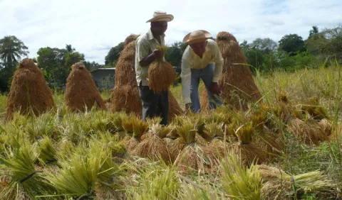 Denuncian que Aupsa no registra todo el arroz que entra al país