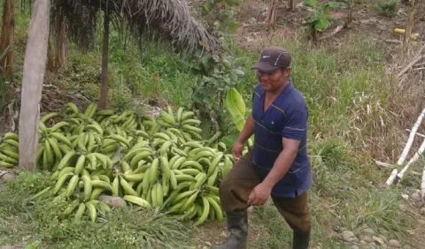 Demandarán contrato con Banapiña