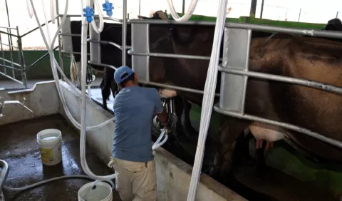 Productores de leche grado C, en alerta por  importación de queso