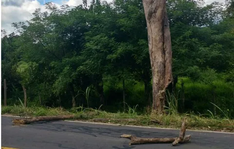 Temor por dos árboles viejos en La Pintada 