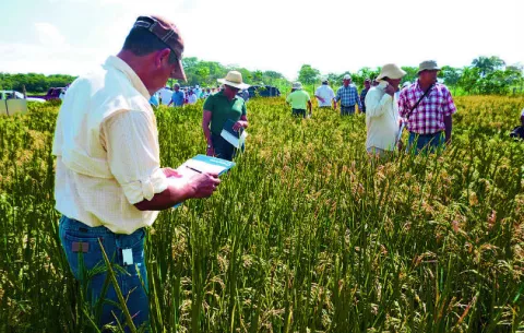 Desembolsan $9.4 millones por compra de arroz nacional húmedo y sucio
