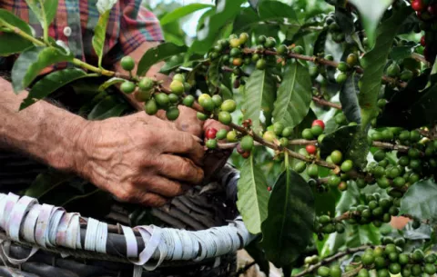 Productores de café instalan primeros secadores solares en Panamá