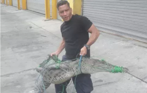 Capturan enorme lagarto en el área pantanosa de France Field, en Colón