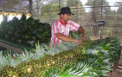 Disminuyen exportaciones de banano y sandía