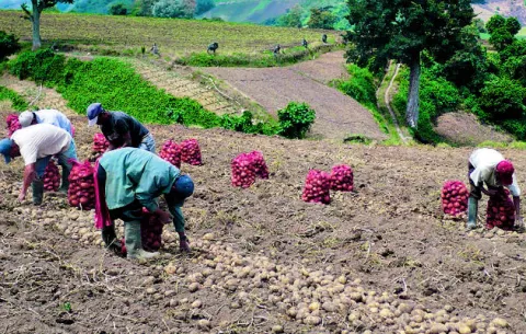 Productores piden que se importen alimentos en buenas condiciones