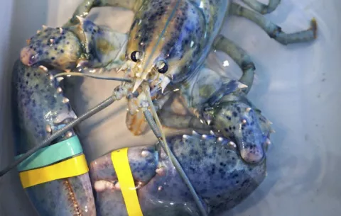 Pescador captura rara langosta azul y la dona a la ciencia 