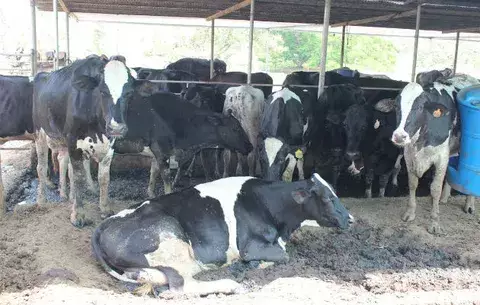 Ganaderos solicitan al Gobierno comprar excedente de leche grado C