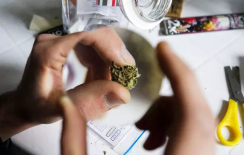 A partir del 19 de julio se venderá marihuana en farmacias de Uruguay para uso recreativo