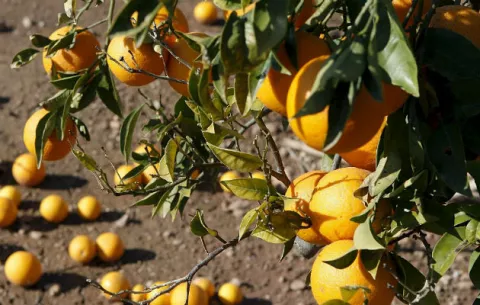 Fincas panameñas apoyadas por Taiwán, en la desesperanza