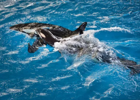 Muere la última orca nacida en un parque de Sea World 