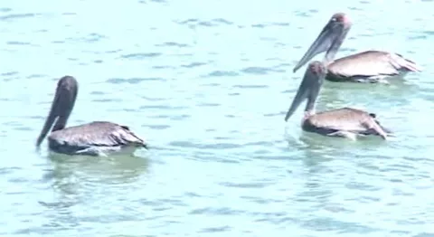Investigan la muerte de 18 pelícanos en la bahía de Panamá