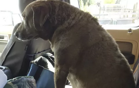 Perra perdida por nueve meses regresa a casa 