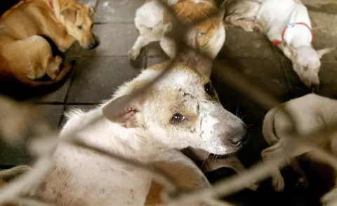 Cantidad de perros en Uruguay es "totalmente desproporcionada"