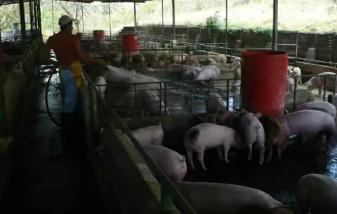 Porcinocultores chiricanos corren peligro por importaciones