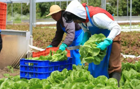 Productores orgánicos y autoridades analizan promoción del sector en Panamá